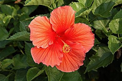 万代南梦宫公布全新《吃豆人》大逃杀游戏